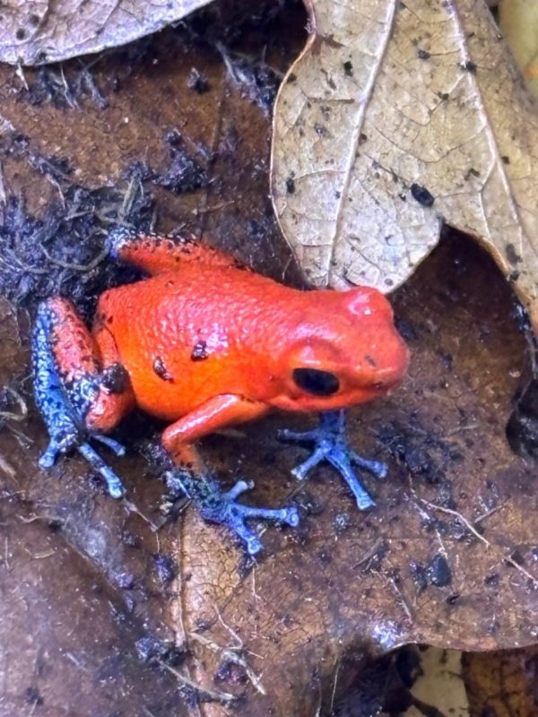 Almirante Oophaga pumilio froglet with red-orange body and blue legs on leaf litter in a tropical vivarium