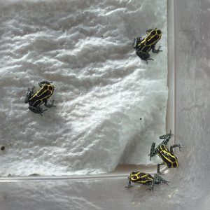 Group of Ranitomeya Borja Ridge thumbnail dart frogs
