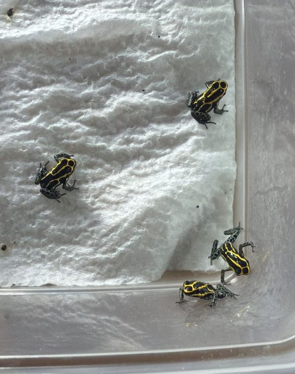 Group of Ranitomeya Borja Ridge thumbnail dart frogs