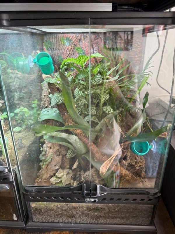 30 × 30 × 45 cm bioactive vivarium for Ranitomeya Borja Ridge
