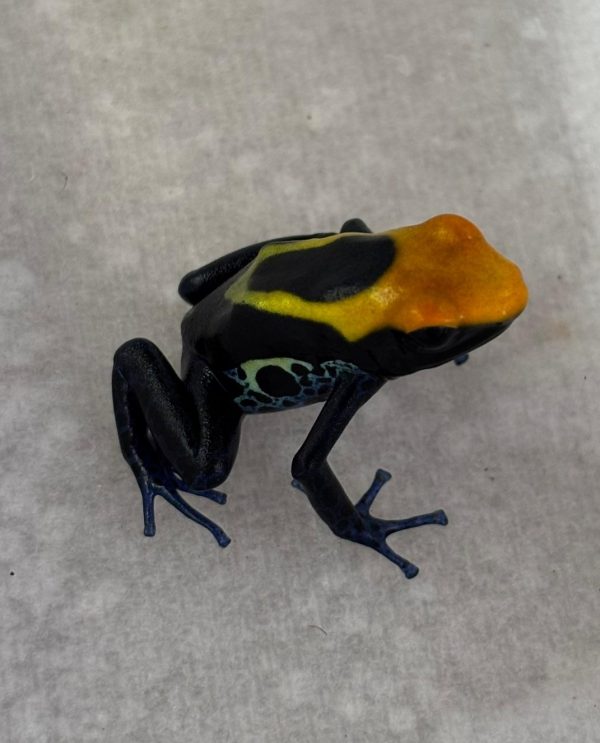 Brazilian Dendrobates tinctorius dart frog pair in a tropical vivarium, UK bred, vibrant colours
