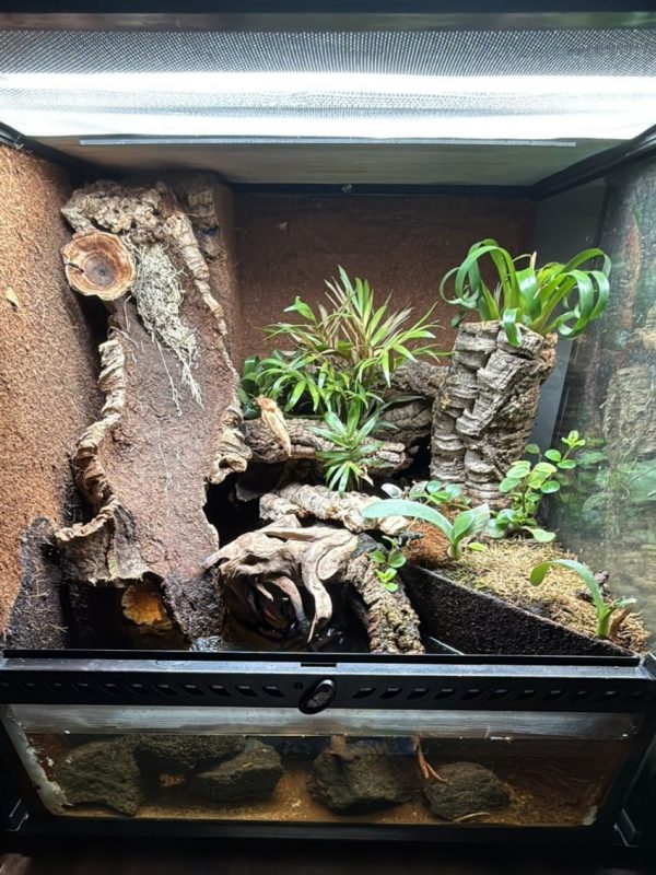 Bioactive Exo Terra vivarium with waterfall feature