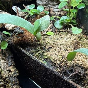 Group of Fire-Bellied Toads with orange-red bellies