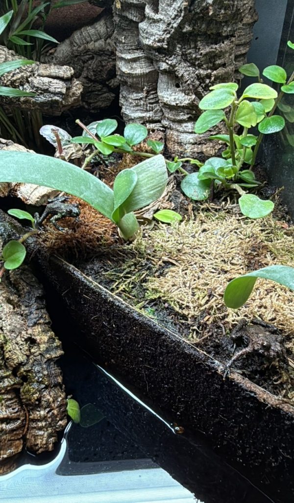 Group of Fire-Bellied Toads with orange-red bellies