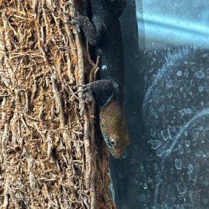 Yellow-headed gecko (Gonatodes albogularis) male perched on cork bark inside a tropical vivarium