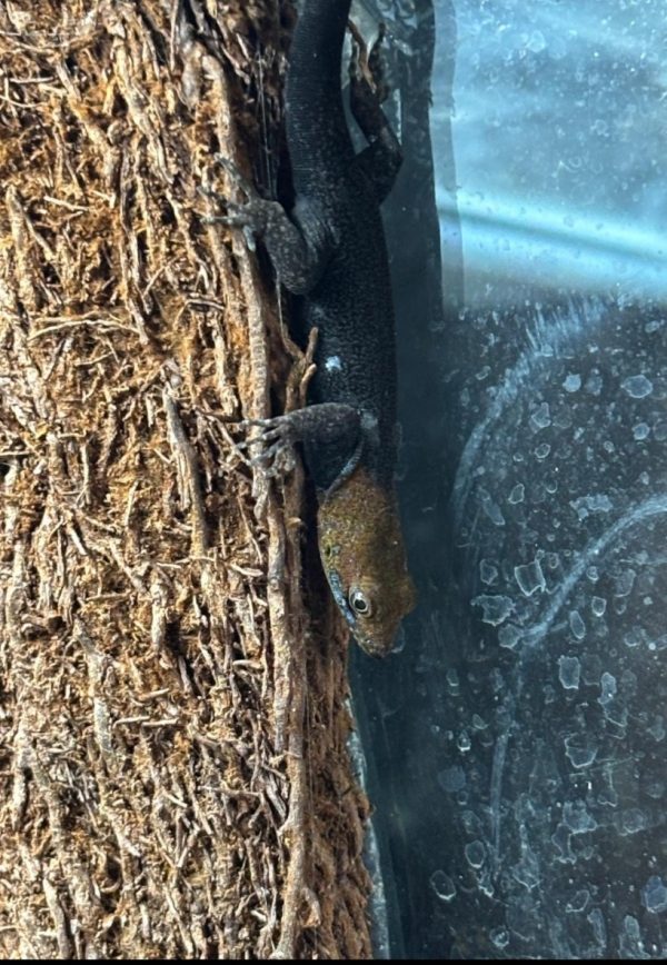 Yellow-headed gecko (Gonatodes albogularis) male perched on cork bark inside a tropical vivarium