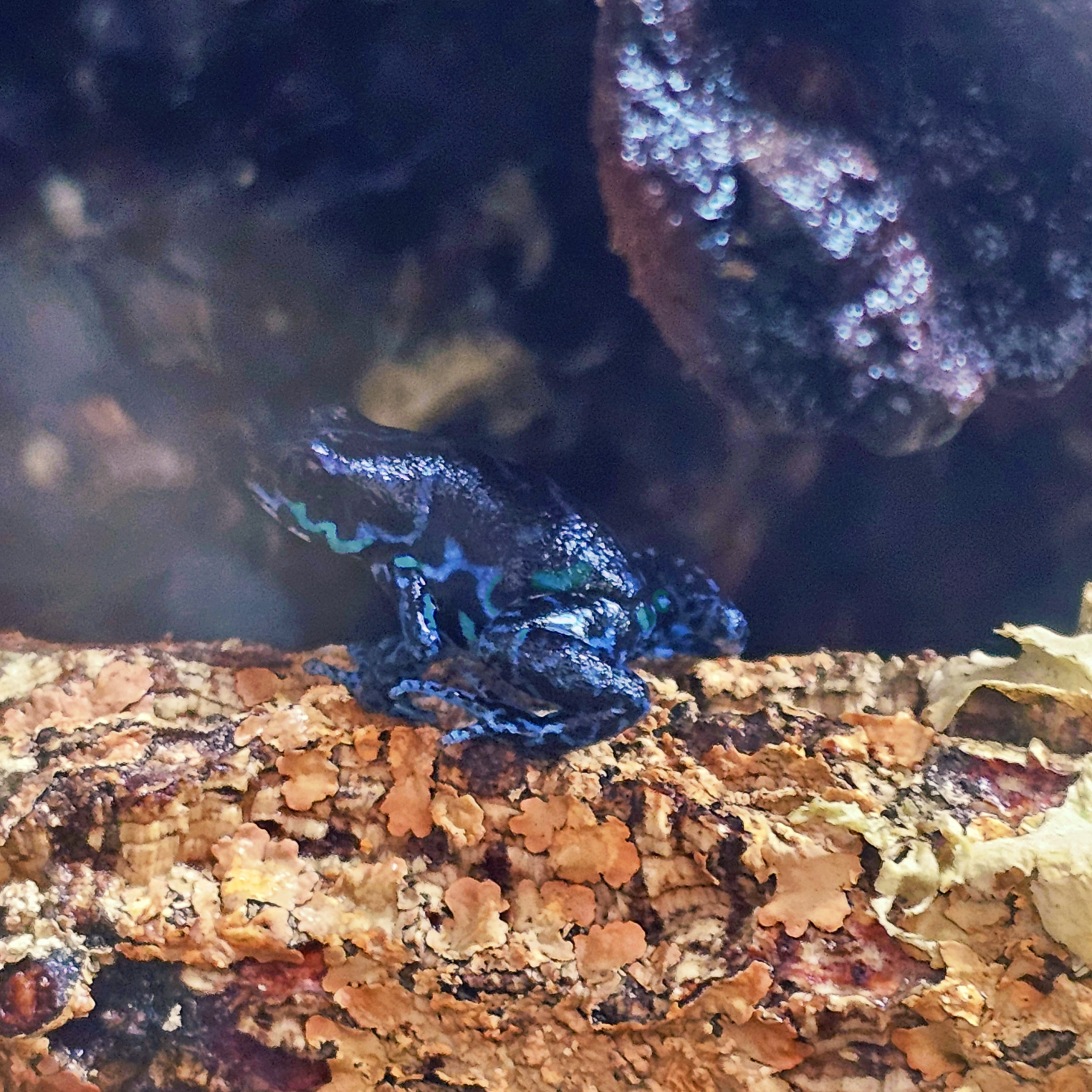 Blue-green and black Oophaga dart frog perched on a branch, unidentified species.