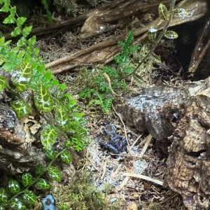 Dendrobates tinctorius Highland Bronze showing metallic brown patterning