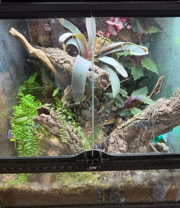 Fully planted Exo Terra vivarium for Highland Bronze dart frogs”