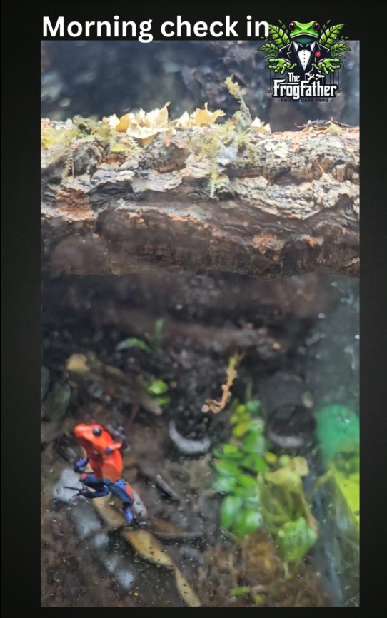 Dart frog perched in vivarium during a morning check-in