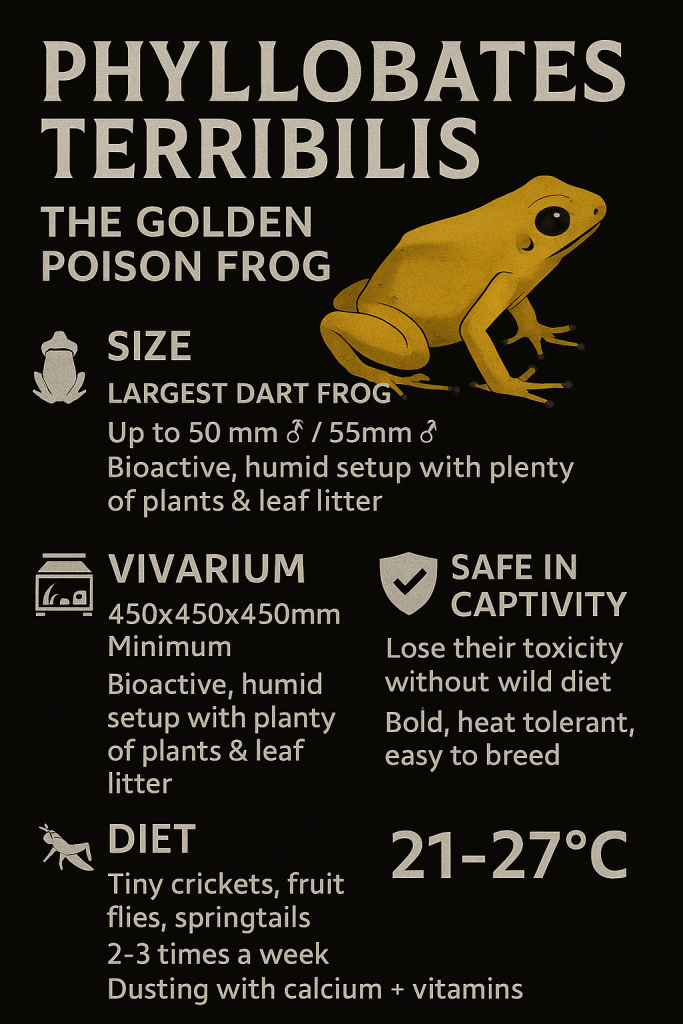 Phyllobates terribilis care infographic for UK frogkeepers: diet, vivarium size, safety facts and temperature range