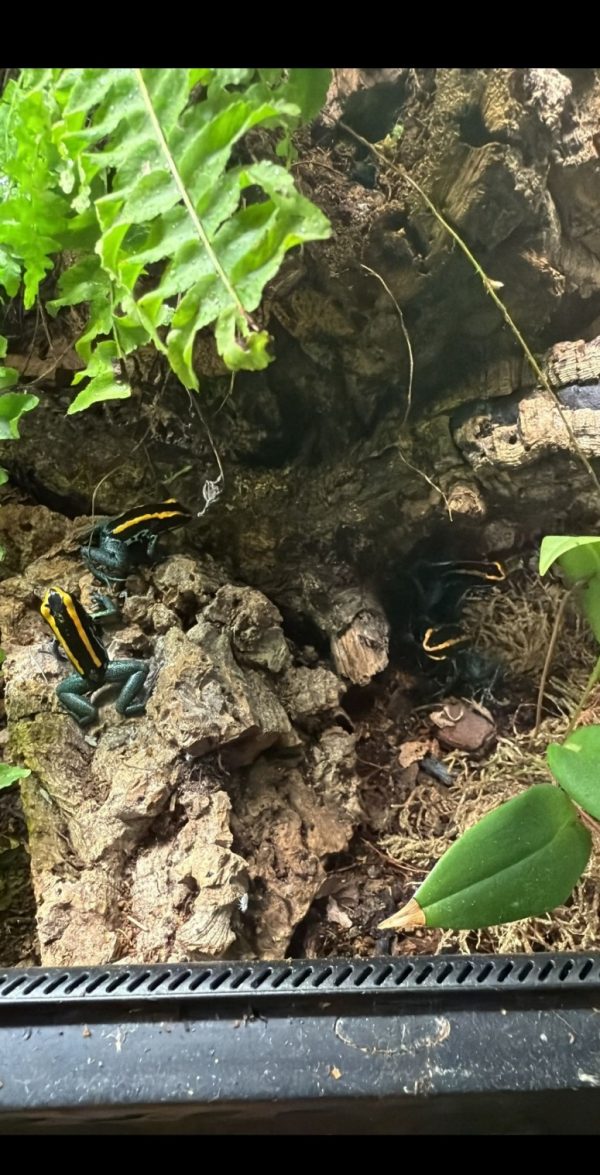 Group of Phyllobates vittatus dart frogs with orange-yellow stripes