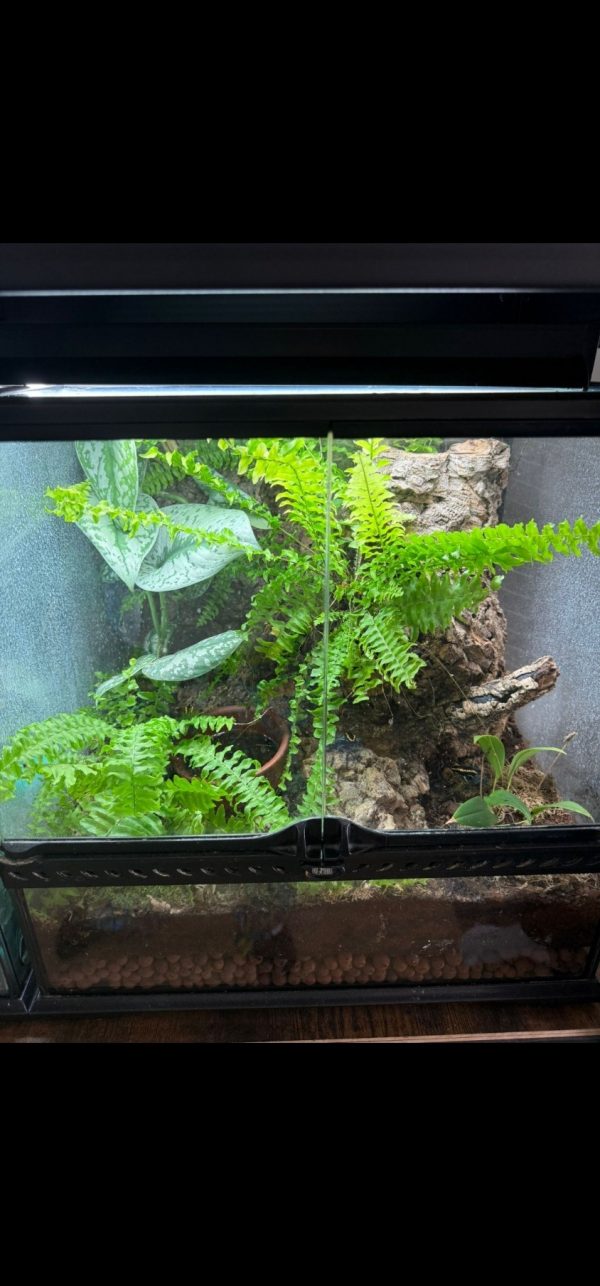 Fully planted vivarium setup for Phyllobates vittatus