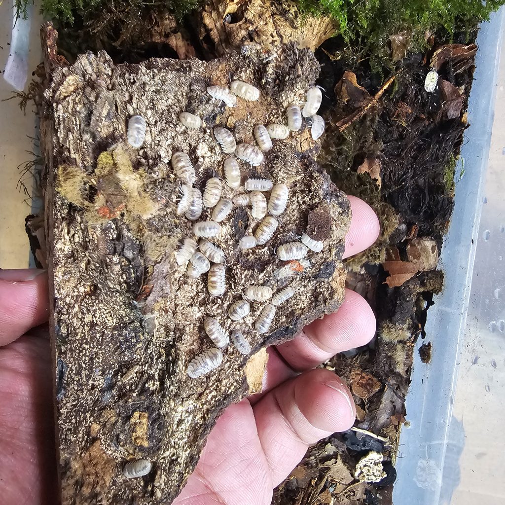 firefly isopods thriving on fresh locally collected moss in a display vivarium