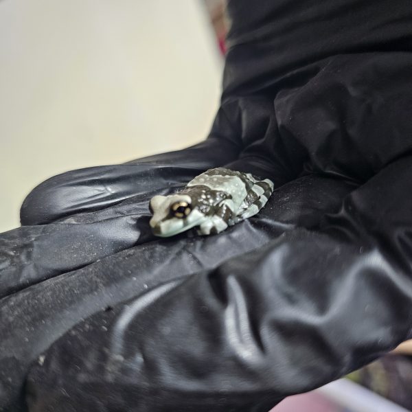 Juvenile Amazon Milk Frog being gently held, showing grey-blue body and developing banded markings