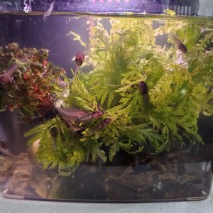 Milk Frog tadpoles swimming and feeding in a filtered tank planted with Selaginella moss
