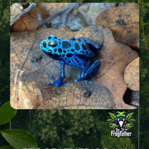 bABY azureus frogS
