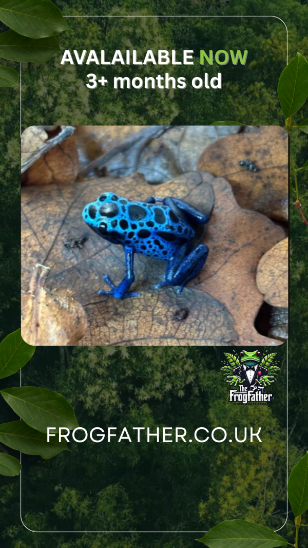 bABY azureus frogS