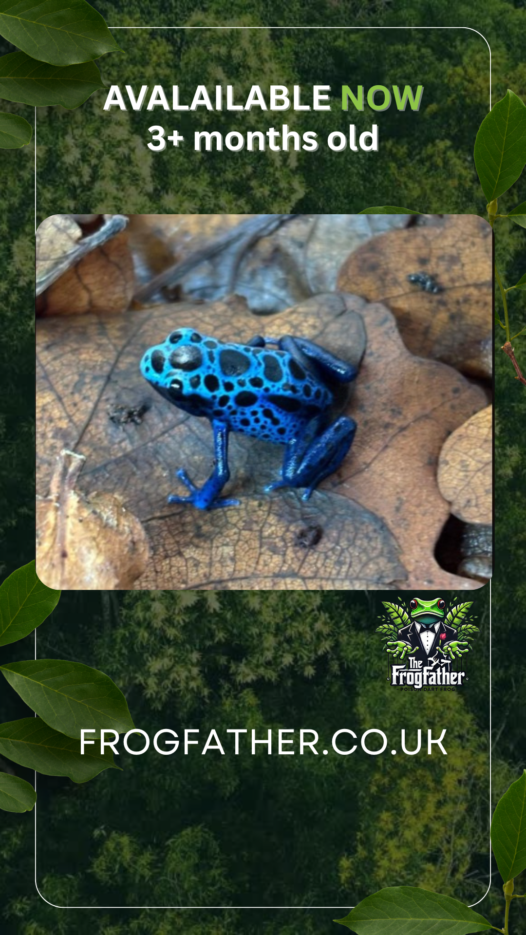 bABY azureus frogS