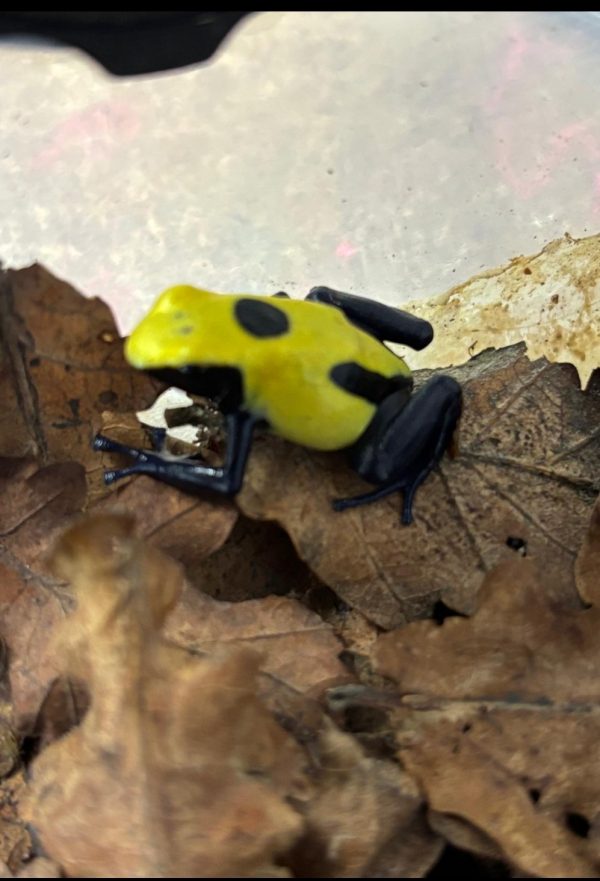Young Dendrobates tinctorius 'Citronella' dart frog sitting on a green leaf