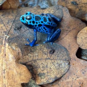 bABY azureus frogS