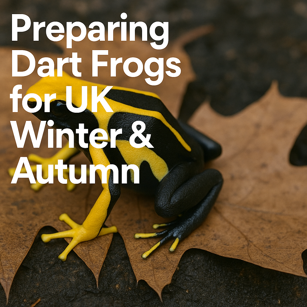 Dyeing poison dart frog on autumn leaf – UK dart frog care in colder months