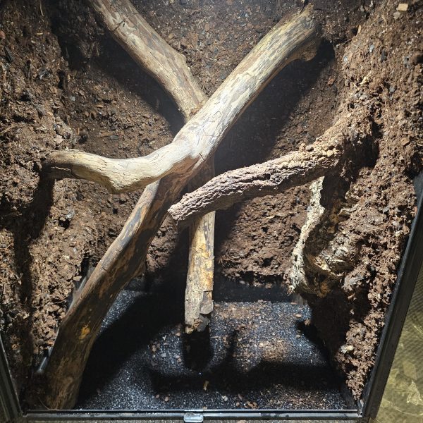 90cm Tall Fully Planted Exotic Vivarium – Wi-Fi Misting & Monitoring – Optional Frogs - Image 2