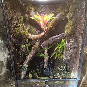 all 90cm planted vivarium with tropical moss and live plants