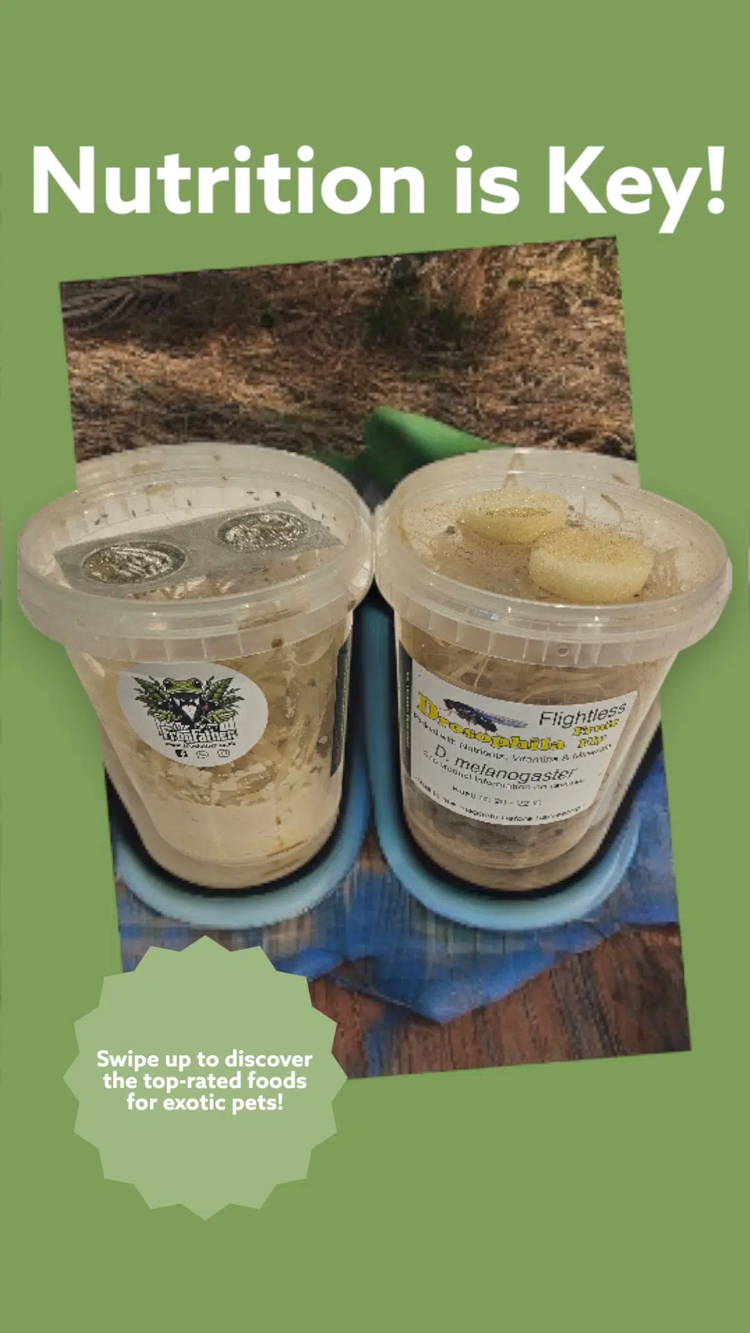 Frogfather FruitFly Media – Anti-Mold Formula for Dart Frogs & Reptiles (500g / 1kg) - Image 2