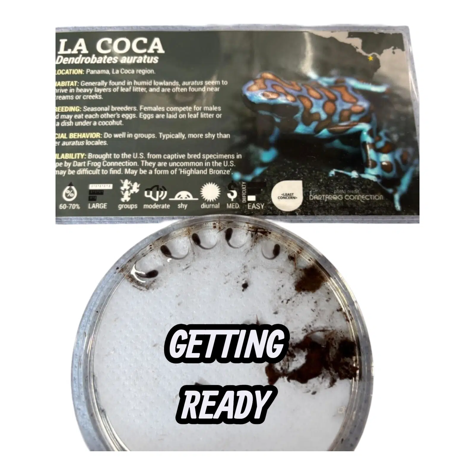 La Coca Dendrobates auratus tadpoles developing for March 2026 Frogfather release