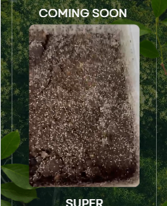 Feeder-ready springtail culture tub from Frogfather.co.uk, packed with live springtails for dart frogs and bioactive vivariums.