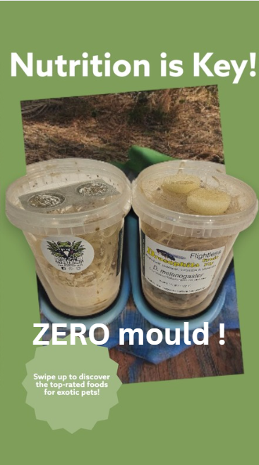 Side-by-side jars of fruit fly cultures showing one mouldy culture and one clean, healthy culture after using methylparaben.