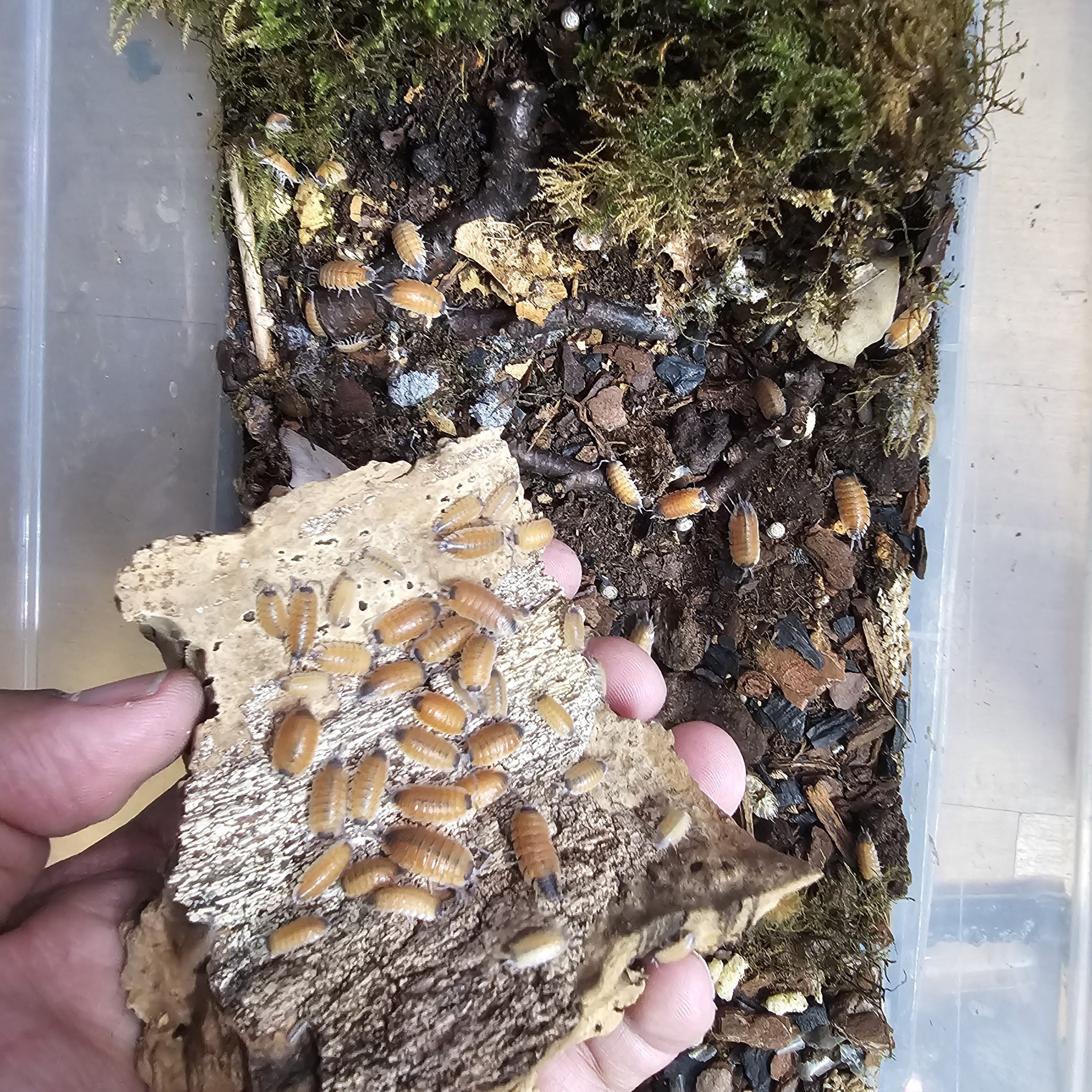Isopod colony on moist cork bark showing natural feeding and breeding behaviour
