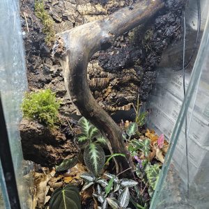 Fully planted 45×45×60 bioactive vivarium setup with Highland Bronze dart frogs – Nottingham UK