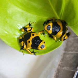 Bumblebee dart frog (Dendrobates leucomelas) perched on moss inside a planted bioactive vivarium – Nottingham UK.