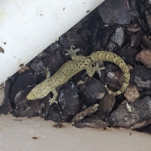 Mourning gecko showing patterned skin and toes