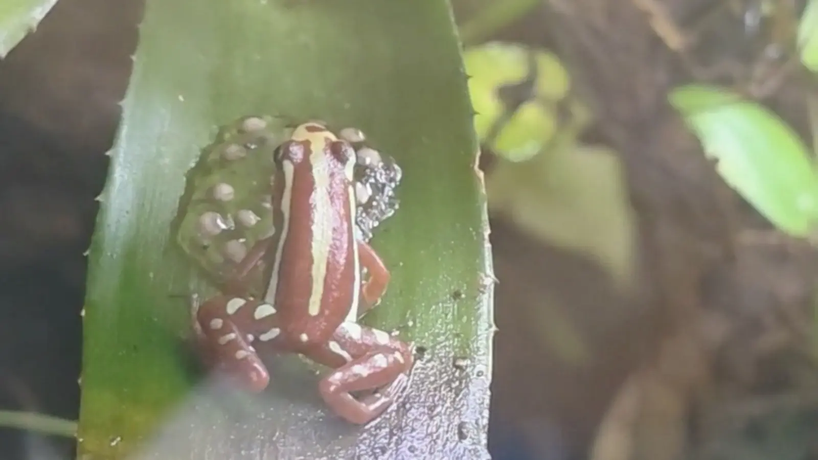 Male Epipedobates anthonyi guarding a clutch of eggs on a bromeliad leaf