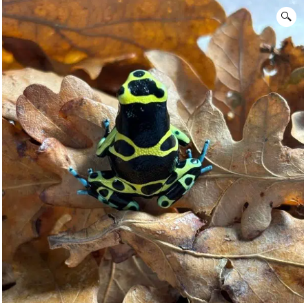 Dendrobates tinctorius ‘Lucemalia Blue-Foot’ dart frog with yellow body and vivid blue legs on LEAVES Frogfather.co.uk
