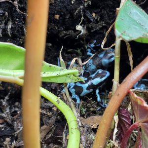 Highland Bronze Auratus Dart Frog (Dendrobates auratus ‘Highland Bronze’) – Juveniles