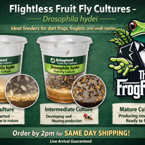Flightless Drosophila hydei fruit fly cultures showing new, intermediate, and mature stages