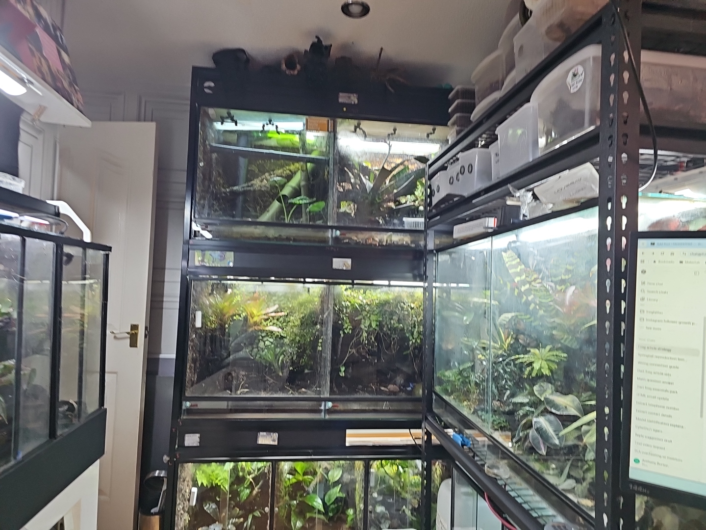 Indoor frog room with stacked bioactive vivariums housing tropical plants and dart frog habitats