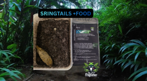 Live springtail culture used in bioactive vivariums for dart frogs and froglets