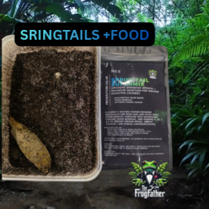 Live springtail culture used in bioactive vivariums for dart frogs and froglets