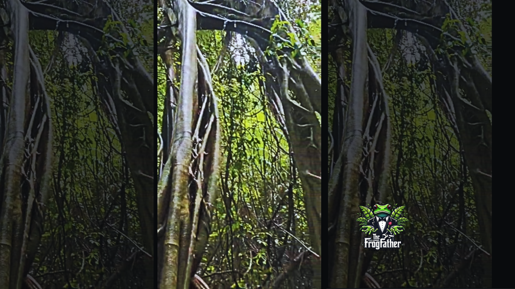 Walking through a tropical rainforest in Thailand during a guided field walk