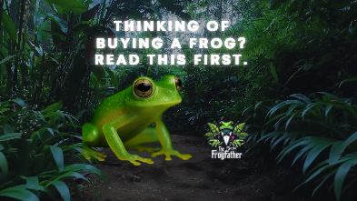 Considerations for purchasing a frog.
