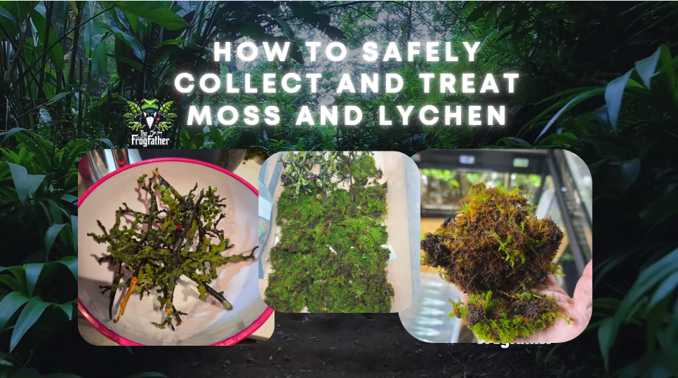 Wild moss being cleaned and quarantined to safely use in isopod enclosures