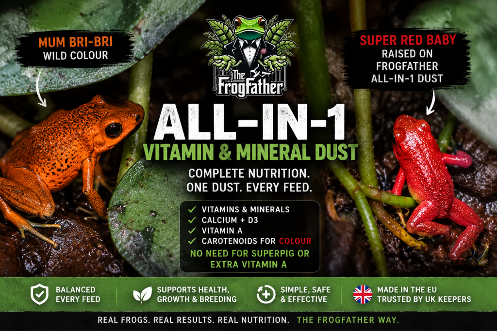 Bri-Bri dart frog and red juvenile raised on Frogfather All-in-1 Vitamin and Mineral Dust