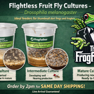 Flightless Drosophila melanogaster fruit fly cultures showing new, intermediate, and mature stages