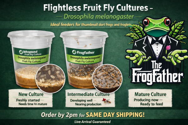 Flightless Drosophila melanogaster fruit fly cultures showing new, intermediate, and mature stages
