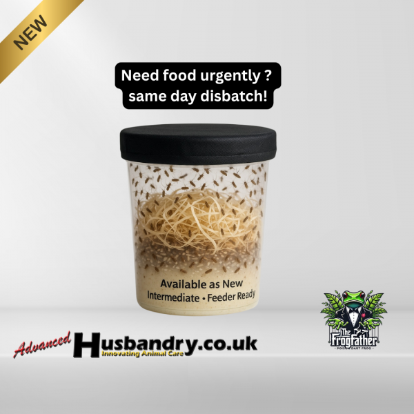 Fruit fly culture for frogs in a clean 32oz tub with wood wool, available as new, intermediate or feeder ready